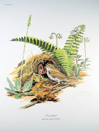 Ray Harm Prints - Ovenbird
